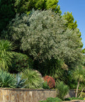 Arbequina Olive Tree