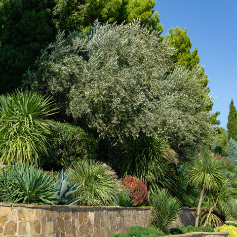 Arbequina Olive Tree