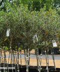Arbequina Olive Tree