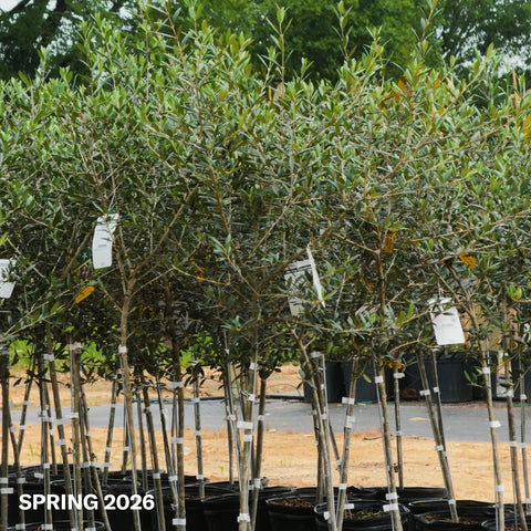 Arbequina Olive Tree