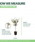 Arbequina Olive Tree