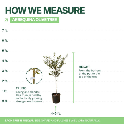Arbequina Olive Tree
