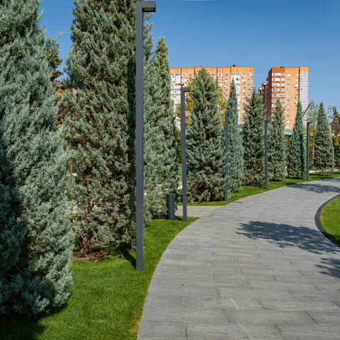 Arizona Cypress