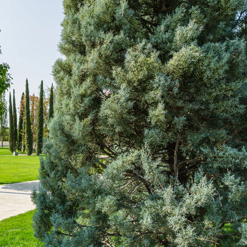 Arizona Cypress