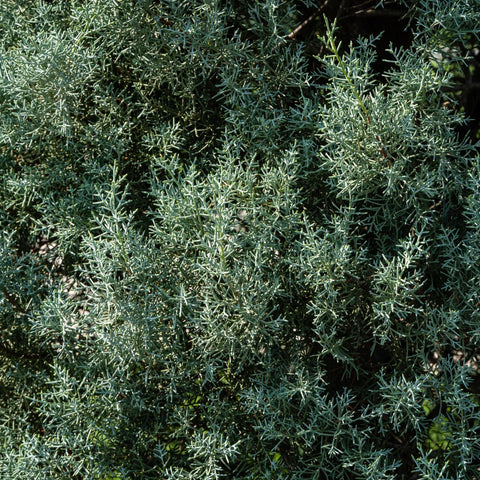 Arizona Cypress