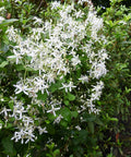 Armandii Snowdrift Clematis Vine