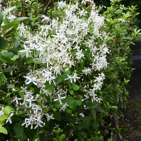 Armandii Snowdrift Clematis Vine