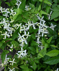 Armandii Snowdrift Clematis Vine