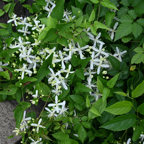 Armandii Snowdrift Clematis Vine