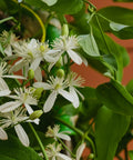 Armandii Snowdrift Clematis Vine