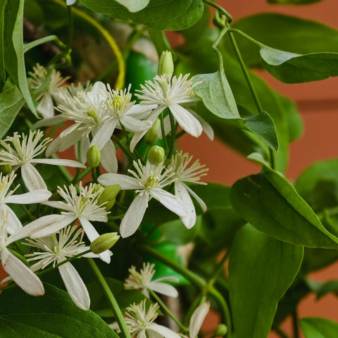 Armandii Snowdrift Clematis Vine