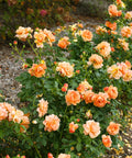 Proven Winners At Last Rose Shrub
