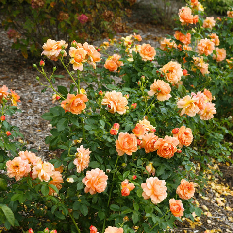 Simply Shade Guide Proven Winners® At Last® Rose Shrub | Fragrant Orange Shrub Rose ...