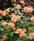 Proven Winners At Last Rose Shrub