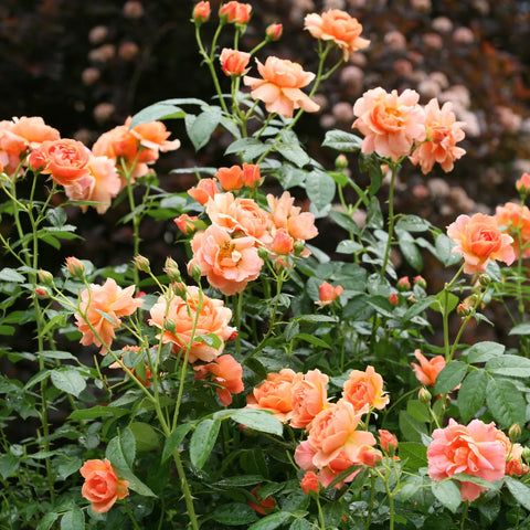 Proven Winners At Last Rose Shrub