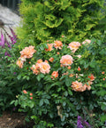 Proven Winners At Last Rose Shrub