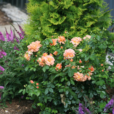 Proven Winners At Last Rose Shrub