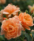 Proven Winners At Last Rose Shrub