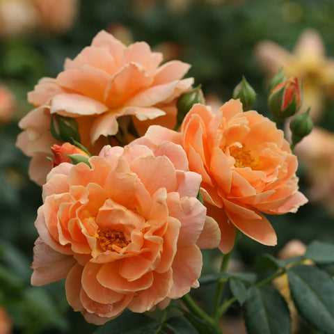 Proven Winners At Last Rose Shrub