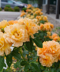 Simply Shade Guide Proven Winners® At Last® Rose Shrub | Fragrant Orange Shrub Rose ...