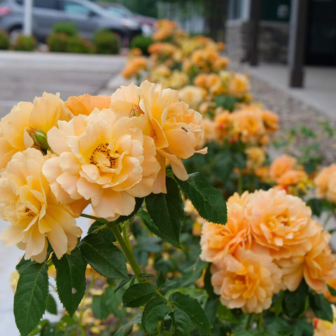Proven Winners At Last Rose Shrub