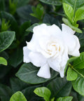 August Beauty Gardenia