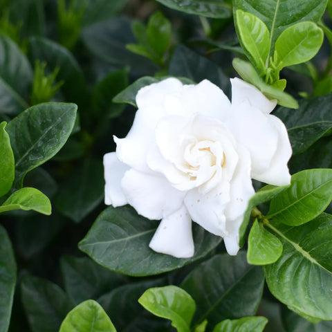 August Beauty Gardenia