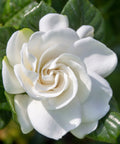 August Beauty Gardenia