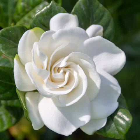 August Beauty Gardenia