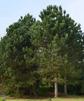 Austrian Pine Tree