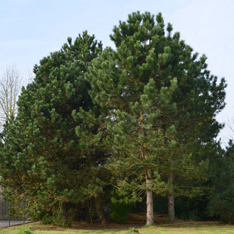 Austrian Pine Tree