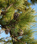 Austrian Pine Tree