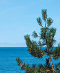 Austrian Pine Tree