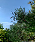 Austrian Pine Tree