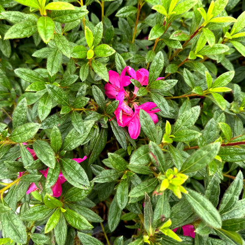 Autumn Amethyst Azalea