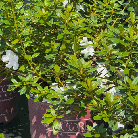 Autumn Angel® Azalea