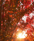 Autumn Blaze Red Maple Tree