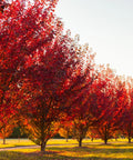 Autumn Blaze Red Maple Tree