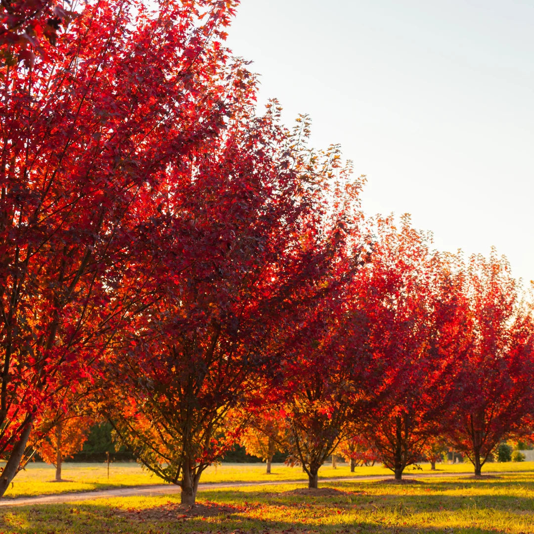 Autumn Blaze Red Maple Tree | Vibrant Fall Follage – Simply Trees