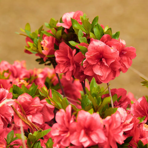 Autumn Embers Azalea