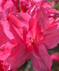 Autumn Empress Azalea