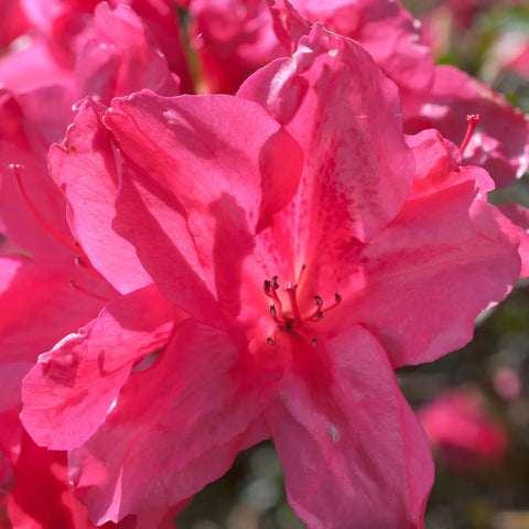 Autumn Empress Azalea