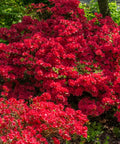 Autumn Fire Azalea