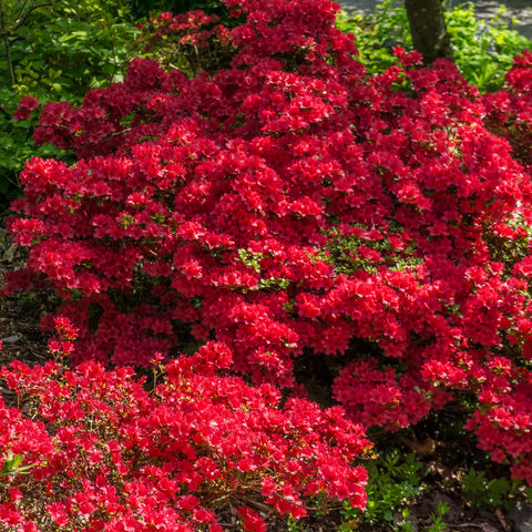 Autumn Fire Azalea