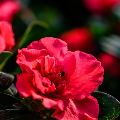 Autumn Fire Azalea