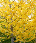 Autumn Gold Ginkgo