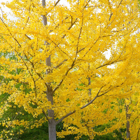 Autumn Gold Ginkgo