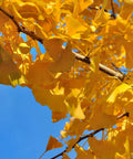 Autumn Gold Ginkgo