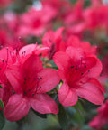 Autumn Jewel Azalea