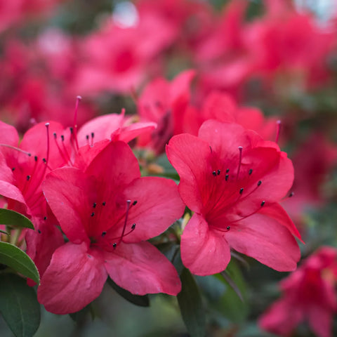 Autumn Jewel Azalea